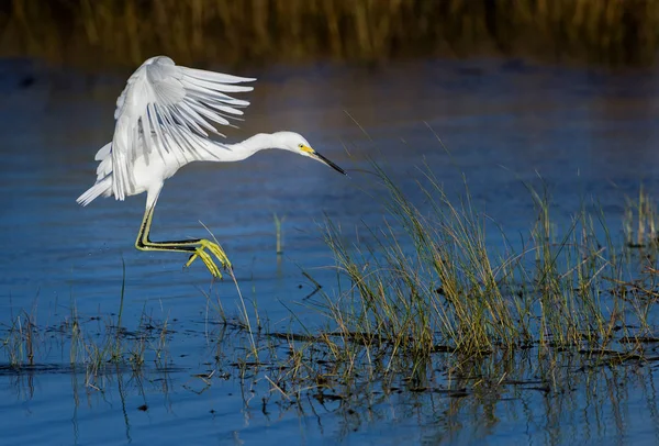 Snowy Egret Landing in Pond — Stock Photo, Image