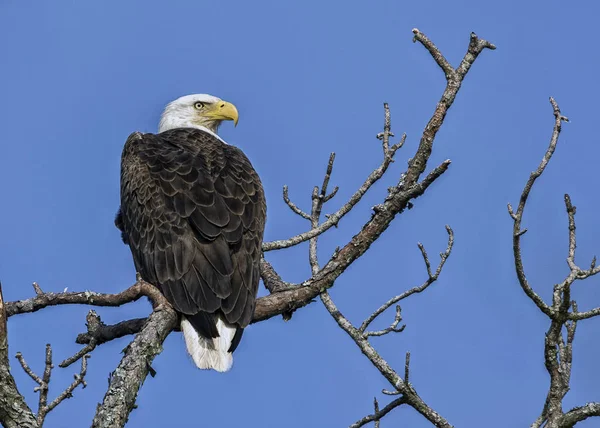 アメリカの白頭鷲 ストック画像