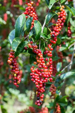 Ağaç üzerinde Tay yaban mersini