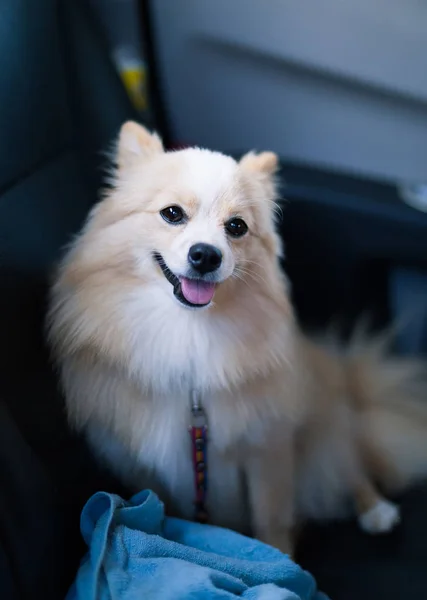 Hond in auto — Stockfoto