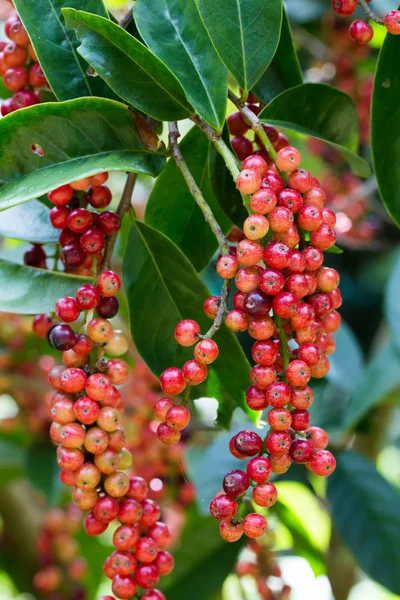 Blueberry Thailand di pohon — Stok Foto