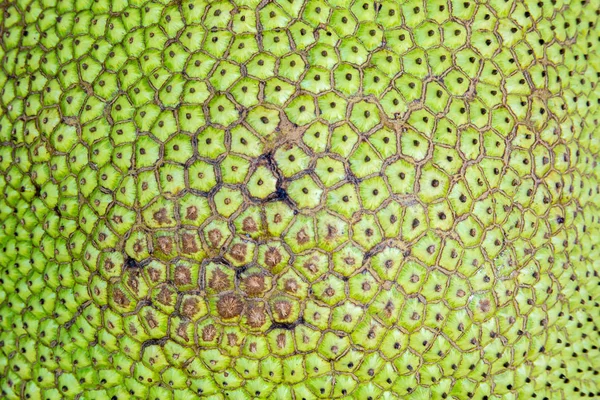 La superficie de la fruta de jaca — Foto de Stock