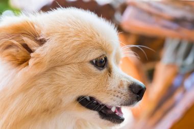 Dört gözle kahverengi köpek ayakta.