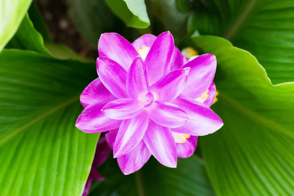 Leuchtend rosa Blüten. — Stockfoto