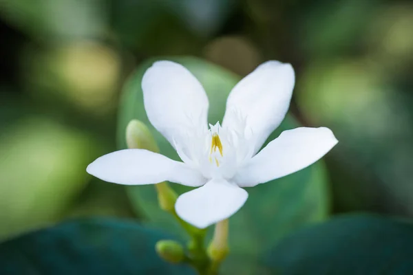 Pud Pichaya fiore — Foto Stock
