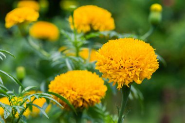 Kadife çiçeği çiçek parlak.