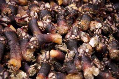 egzotik deniz ürünleri