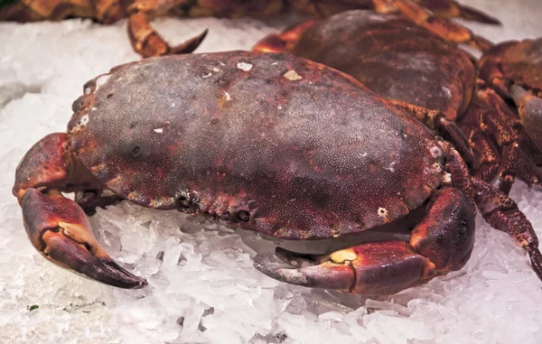 Färsk kokt dungeness crab på is till salu — Stockfoto