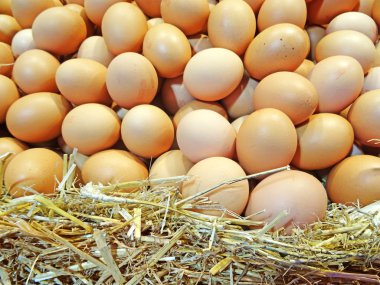 yumurta yumurta arka plan üzerinde   