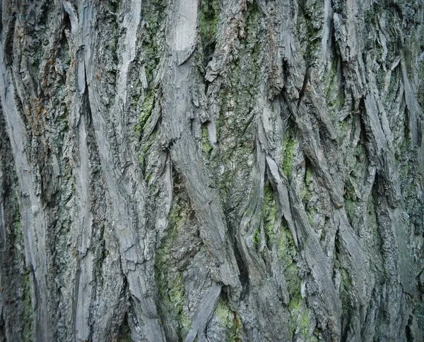 Achtergrond textuur van boomschors. — Stockfoto