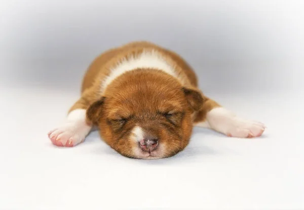 Welpe schläft auf dem Bett — Stockfoto