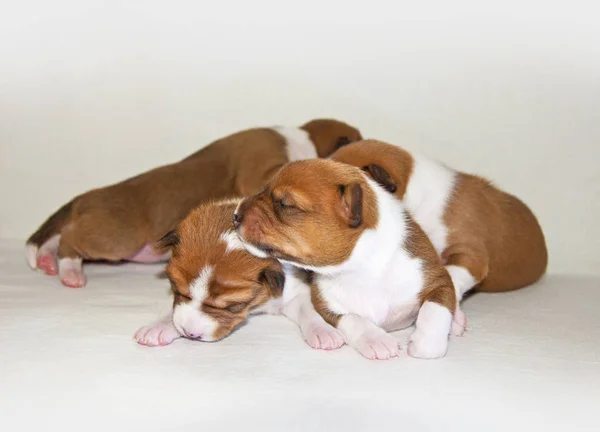 Welpen schlafen auf dem Bett — Stockfoto