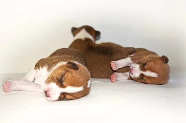 Puppies sleeping on the bed — Stock Photo, Image