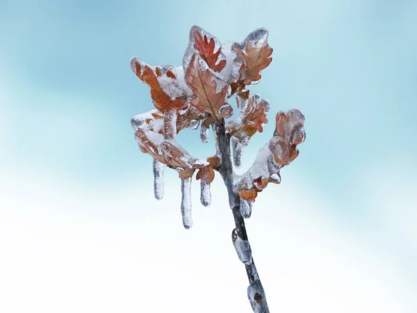 Lluvia helada en las ramas —  Fotos de Stock