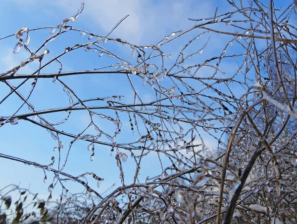 Rama después de la tormenta de hielo . —  Fotos de Stock