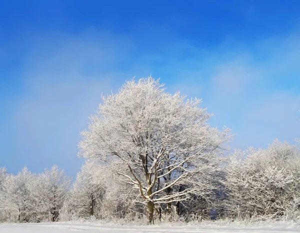 Kış manzarası. Ağaçlar kar kaplı.   