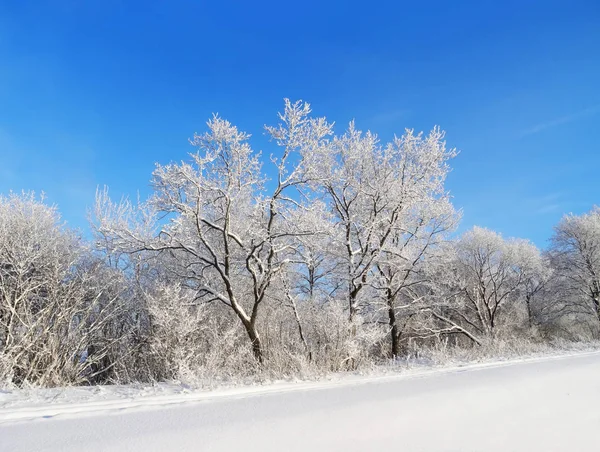Kış manzarası. Ağaçlar kar kaplı.      