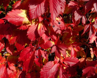Kırmızı yabani üzüm yaprakları.