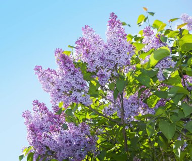 Mor Eflatun çiçekler 