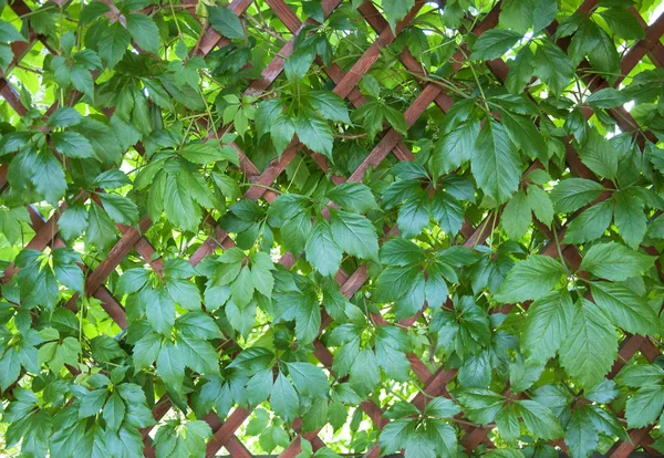 Textuur met weelderige groene glanzende wijn laat de klimmuur. — Stockfoto