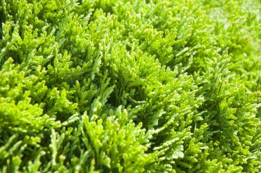 soyut yeşil yaprak dokusu 