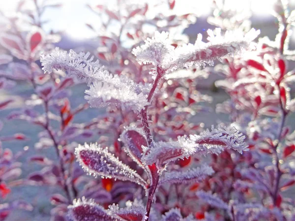 Sabah bush dondurulmuş. — Stok fotoğraf