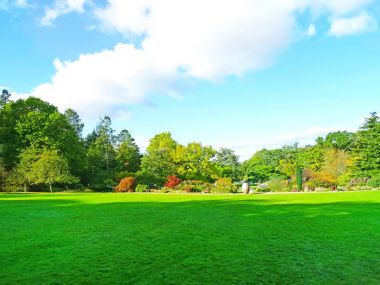 Güzel manzara. çim ve orman  