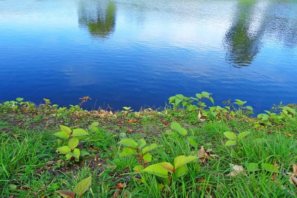 L'eau au bord de l'étang — Photo