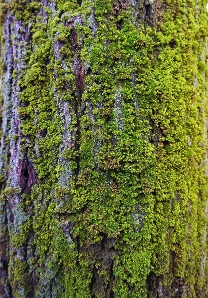 Musgo en la corteza del árbol. —  Fotos de Stock