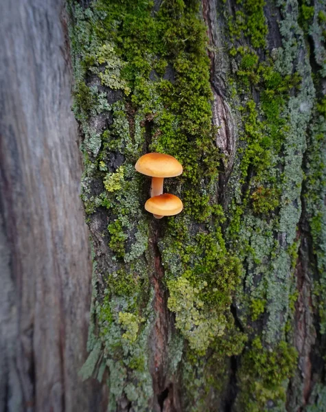 Zwei Orangenpilze — Stockfoto