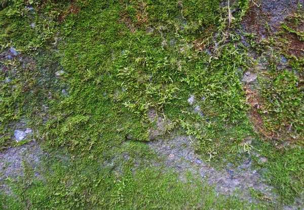 녹색 물이끼가 있는 오래 된 빈티지 석벽 — 스톡 사진