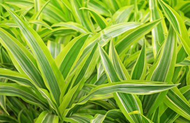 tropik palmiye yaprakları