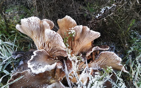 雪地里结冰的蘑菇 — 图库照片