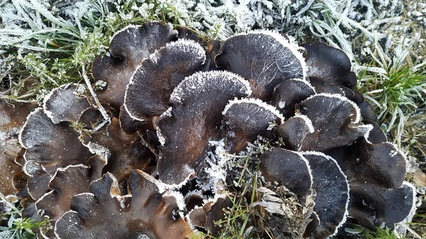 Заморожені гриби на снігу — стокове фото