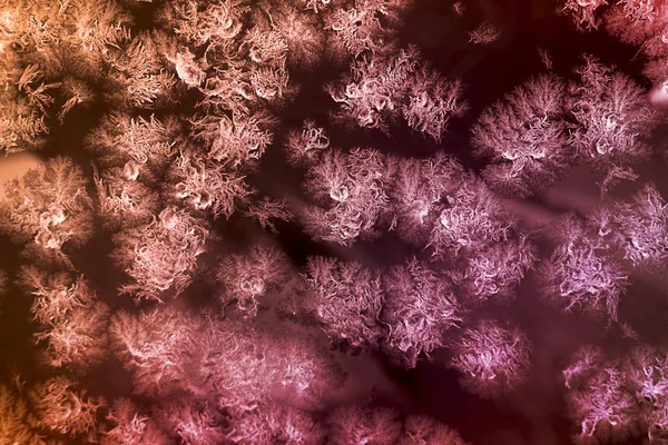 霜氷のパターン — ストック写真