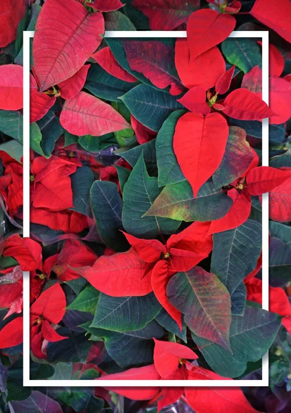 Leaves of plants Poinsettia — Stock Photo, Image