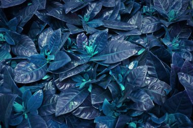 Mavi tonda tropikal yapraklar