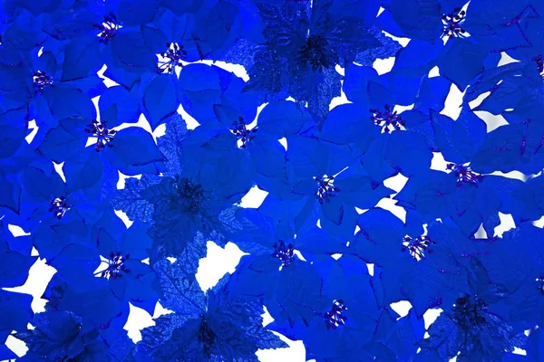 Krásné modré květy. — Stock fotografie