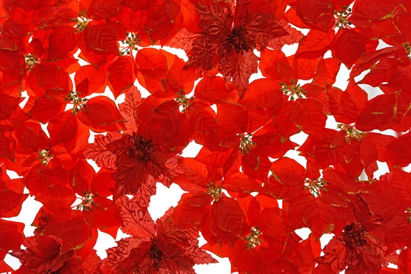 Belas flores vermelhas . — Fotografia de Stock