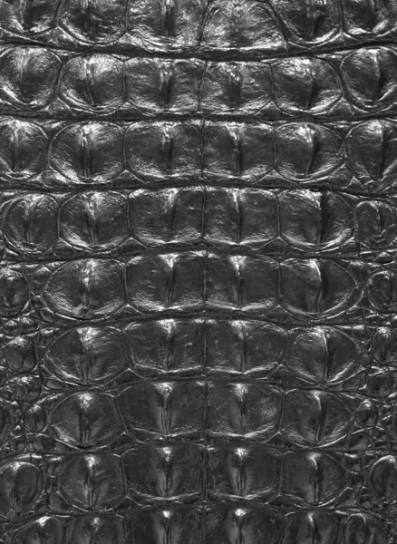 Primer plano de textura de piel de serpiente negra o cocodrilo — Foto de Stock