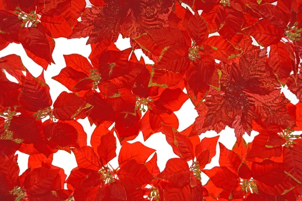 Mooie rode bloemen. — Stockfoto