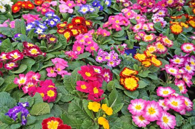 Yeşil arka planda renkli çiçekler  