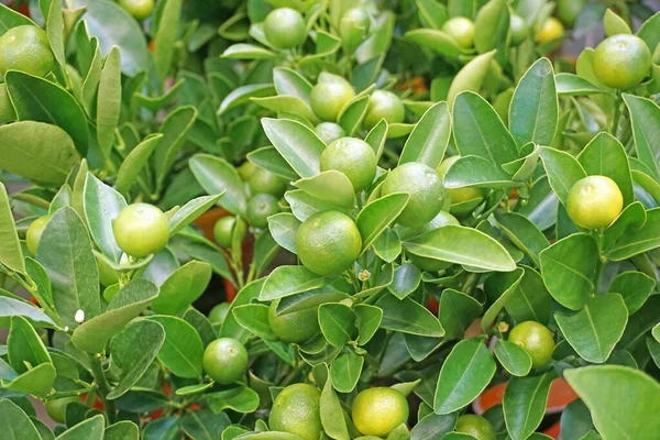 Zielony mandarynka lub mandarynka na drzewie — Zdjęcie stockowe