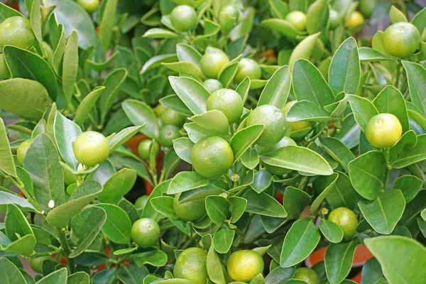 Green Tangerine or mandarin on a tree — Stok fotoğraf