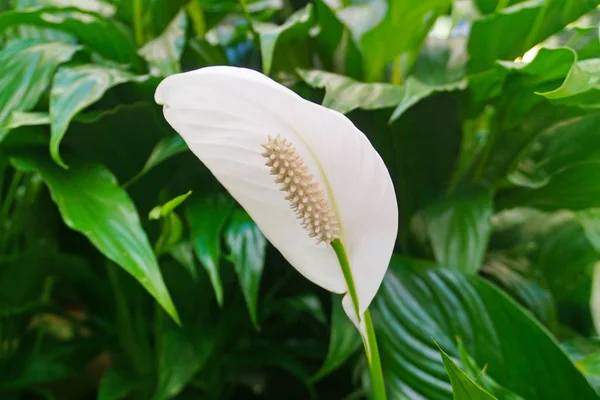 Hermosa flor blanca — Foto de Stock