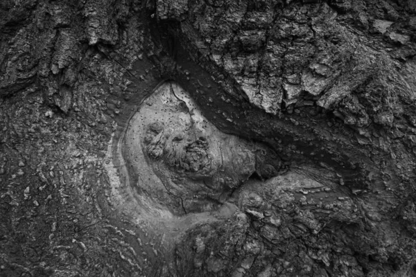 Texture Bois Sombre Rappelant Œil Dragon — Photo