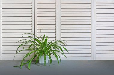 Bitki beyaz duvarlı bir dalganın içinde yerde duruyor.                                