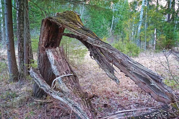 Zlomený Strom Půli Důsledku Hurikánu — Stock fotografie