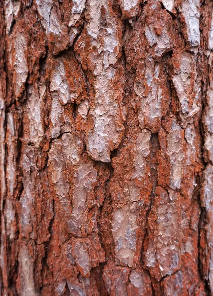 Boom Van Dennenschors Met Rood Botanische Familie Van Dennenschors Pinaceae — Stockfoto