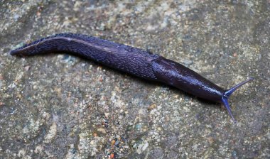  Slug 'a yakın çekim. İspanyol sümüklüböceği (Arion vulgaris), bazen katil sümüklü böcek olarak adlandırılır, kumlu bir yolda.                             